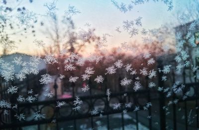 Close-up of snow on tree against sky