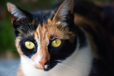 Calico cat with yellow eyes lying in a shade outside. algarve, portugal