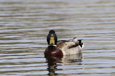 Mallard duck  swimming in lake