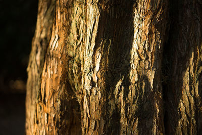 Close-up of tree stump