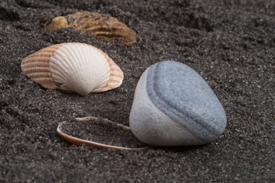 Close-up of seashell on sand