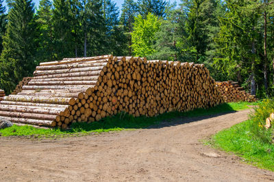 Stack of logs on road in forest