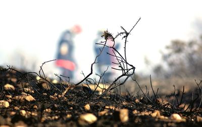 Close-up of plant growing on field