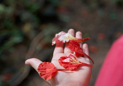 Close-up of hand holding flower