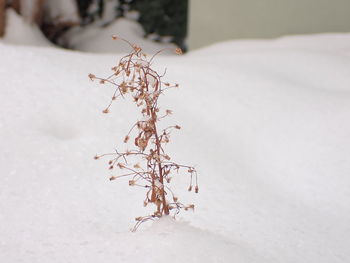 Close-up of dry plant