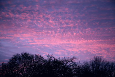 Low angle view of silhouette trees against sky at night