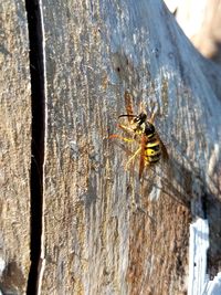 Close-up of spider on wood