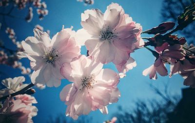 Close-up of pink cherry blossoms