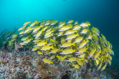 School of blue banded snapper ,wide angle