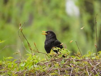 Bird perching on a plant