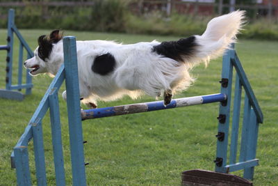 Side view of a dog on field jumping
