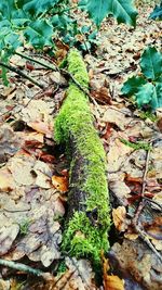 High angle view of moss growing on plant