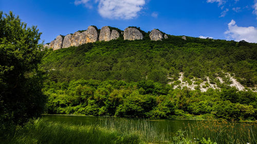 Scenic view of plants growing on mountain in forest