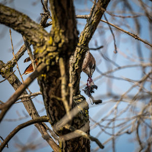 Low angle view of a bird on tree