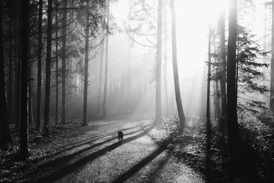 Trees in forest during foggy weather