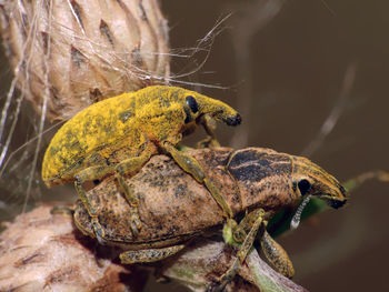 Close-up of insect on plant