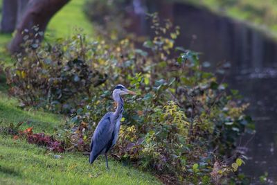 High angle view of gray heron perching on tree