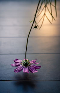 Close-up of single purple cosmos upside down on grey wooden floor - sunlight on the corner