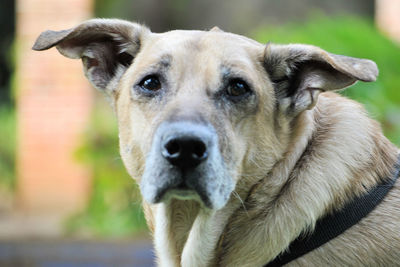 Close-up portrait of dog sticking out tongue outdoors