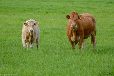 Cows standing in a field