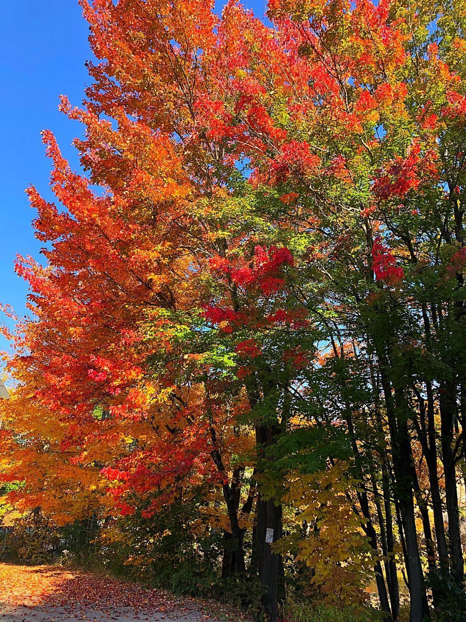 LOW ANGLE VIEW OF AUTUMNAL TREE