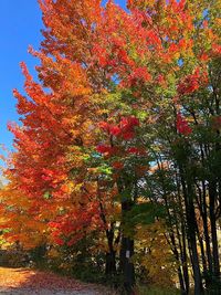 Low angle view of autumnal trees