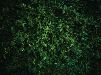 Full frame shot of fresh green plants