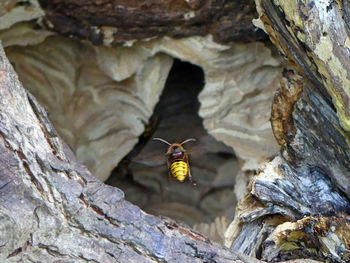 Close-up of butterfly perching on rock in cave