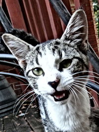 Close-up portrait of cat