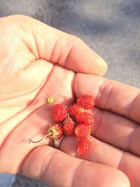 Close-up of hand holding berries