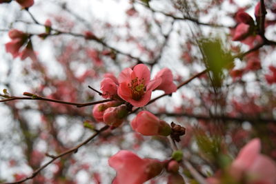 Close-up of pink cherry blossoms in park