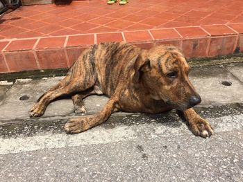 Dog sleeping on footpath