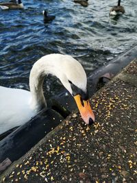 Swan swimming in lake