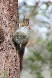 Close-up of squirrel on tree trunk