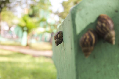 Close-up of snail on wood