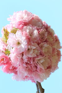 Close-up of fresh pink flowers against white background