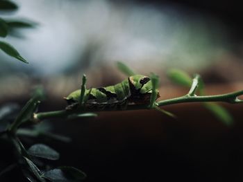 Close-up of fresh green leaves
