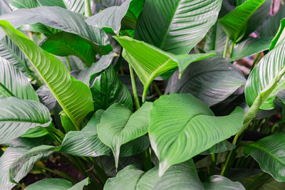Close up of spathiphyllum leaves in botanical garden