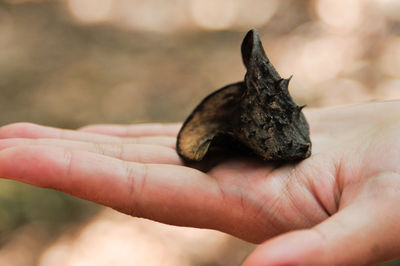 Close-up of hand holding crab