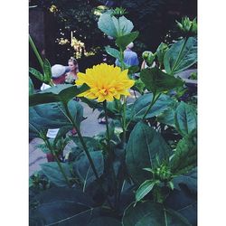 Close-up of yellow flower