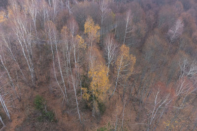 Full frame shot of trees