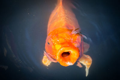 Close-up of fish swimming in sea