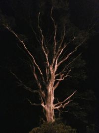 Close-up of bare tree