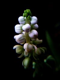 Close-up of flowers over black background
