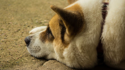 Close-up of akita relaxing on field