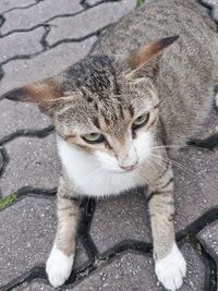 High angle portrait of tabby cat on footpath