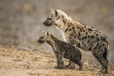 Close-up of hyenas looking away while standing on land