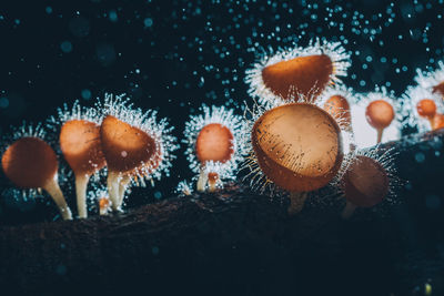 Close-up of mushrooms growing on land