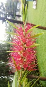 Close-up of wet red flower tree