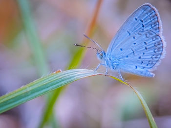 Close-up of butterfly on flower
